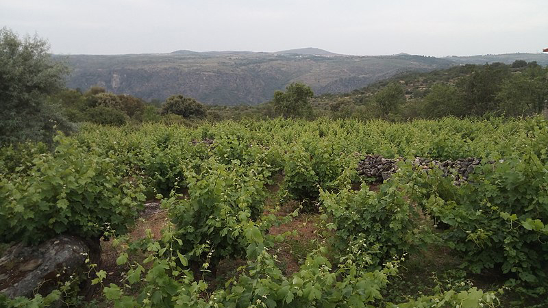 vinedos_en_la_penillanura